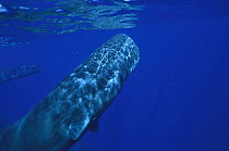 Sperm Whale (Physeter macrocephalus) adult underwater, Dominica