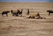 African Lion (Panthera leo) feeding while Spotted Hyenas (Crocuta crocuta) attempt to scavenge, Serengeti National Park, Tanzania