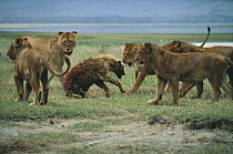 African Lion (Panthera leo) females attacking Spotted Hyena (Crocuta crocuta), Serengeti National Park, Tanzania