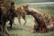 African Lion (Panthera leo) females and young males attacking and eventually killing a Spotted Hyena (Crocuta crocuta), Serengeti National Park, Tanzania