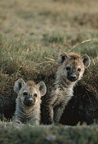 Spotted Hyena (Crocuta crocuta) two pups at burrow entrance, Serengeti