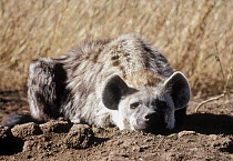 Spotted Hyena (Crocuta crocuta) resting, Serengeti
