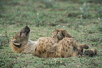 Spotted Hyena (Crocuta crocuta) sleeping on back, Serengeti