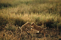 African Lion (Panthera leo) cubs playing, Serengeti National Park, Tanzania