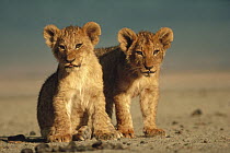 African Lion (Panthera leo) cubs, Serengeti National Park, Tanzania