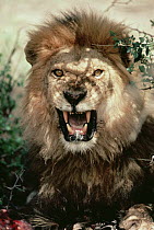 African Lion (Panthera leo) male growling, Serengeti National Park, Tanzania