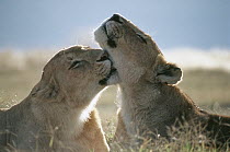 African Lion (Panthera leo) females grooming, Serengeti National Park, Tanzania