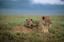 African Lion (Panthera leo) mother and cub, Serengeti National Park, Tanzania