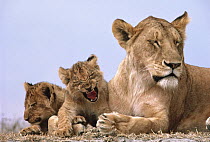 African Lion (Panthera leo) mother and yawning cub, Serengeti National Park, Tanzania