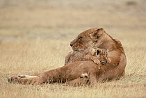 African Lion (Panthera leo) mother and sleeping cub, Serengeti National Park, Tanzania