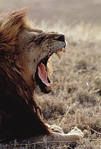 African Lion (Panthera leo) male yawning, Serengeti National Park, Tanzania