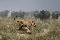 Cape Buffalo (Syncerus caffer) herd chasing African Lion (Panthera leo) female, Serengeti National Park, Tanzania