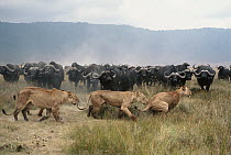 Cape Buffalo (Syncerus caffer) herd chasing African Lion (Panthera leo) females, Serengeti National Park, Tanzania