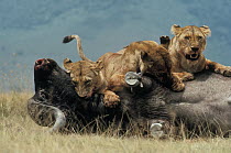 African Lion (Panthera leo) females killing Cape Buffalo (Syncerus caffer), Serengeti National Park, Tanzania