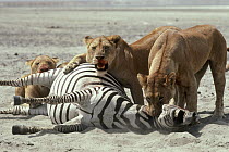 African Lion (Panthera leo) females killing Burchell's Zebra (Equus burchellii), Serengeti National Park, Tanzania