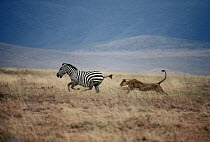 African Lion (Panthera leo) female chasing Burchell's Zebra (Equus burchellii), Serengeti National Park, Tanzania