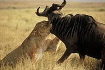 African Lion (Panthera leo) female killing Blue Wildebeest (Connochaetes taurinus), Serengeti National Park, Tanzania