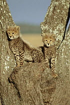 Cheetah (Acinonyx jubatus) two cubs in tree, Serengeti, Tanzania