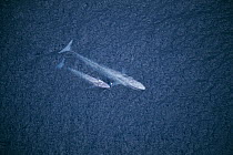 Blue Whale (Balaenoptera musculus) mother and calf, Santa Barbara Channel, California