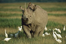 Black Rhinoceros (Diceros bicornis) grazing in grassland surrounded by a flock of Cattle Egrets (Bubulcus ibis), Ngorongoro Crater, Tanzania