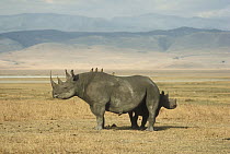 Black Rhinoceros (Diceros bicornis) mother and baby with Red-billed Oxpeckers (Buphagus erythrorhynchus), Ngorongoro Crater, Tanzania