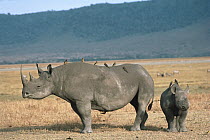Black Rhinoceros (Diceros bicornis) mother and baby with Red-billed Oxpeckers (Buphagus erythrorhynchus), Ngorongoro Crater, Tanzania
