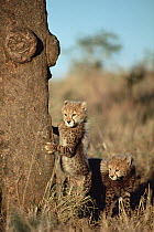 Cheetah (Acinonyx jubatus) cubs hiding behind a tree, Serengeti, Tanzania