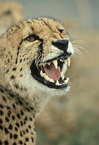 Cheetah (Acinonyx jubatus) growling, Serengeti, Tanzania