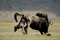 Blue Wildebeest (Connochaetes taurinus) mother giving birth, Serengeti
