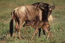 Blue Wildebeest (Connochaetes taurinus) mother and newborn, Serengeti