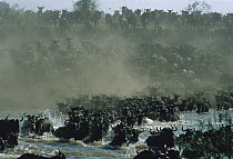 Blue Wildebeest (Connochaetes taurinus) herd crossing river during migration, Serengeti