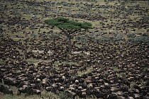 Blue Wildebeest (Connochaetes taurinus) herd with Burchell's Zebra (Equus burchellii) crossing river during migration, Serengeti