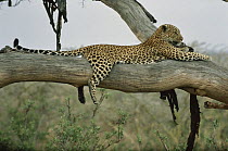 Leopard (Panthera pardus) resting in tree, Serengeti National Park, Tanzania