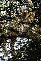 Leopard (Panthera pardus) resting in tree, Serengeti National Park, Tanzania