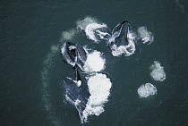 Humpback Whale (Megaptera novaeangliae) group bubble net feeding, Alaska