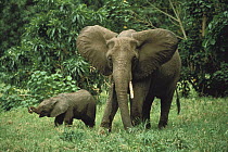 African Elephant (Loxodonta africana) mother and calf, Serengeti National Park, Tanzania