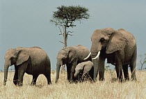 African Elephant (Loxodonta africana) group with calf, Serengeti National Park, Tanzania