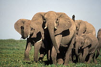 African Elephant (Loxodonta africana) herd, Serengeti National Park, Tanzania