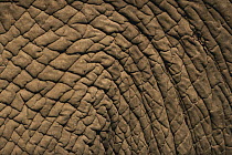 African Elephant (Loxodonta africana) skin close up, Serengeti National Park, Tanzania
