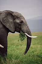 African Elephant (Loxodonta africana) male feeding, Ngorongoro Crater, Tanzania