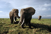 African Elephant (Loxodonta africana) trio on savannah with Mt Kilimanjaro in the background, Serengeti National Park, Tanzania