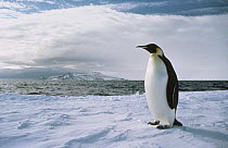 King Penguin (Aptenodytes patagonicus) at edge of ice shelf, Antarctica