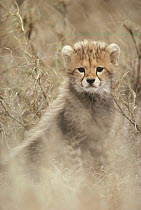 Cheetah (Acinonyx jubatus) cub portrait, Serengeti, Tanzania