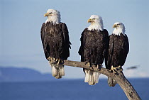 Bald Eagle (Haliaeetus leucocephalus) trio sitting on snag, Alaska