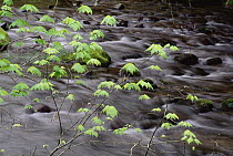 Green leaves over stream, Great Smoky Mountains National Park, North Carolina