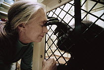 Chimpanzee (Pan troglodytes) in cage visited by Jane Goodall, Gombe Stream National Park, Tanzania