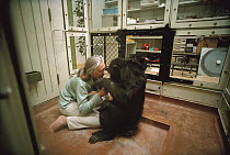 Chimpanzee (Pan troglodytes) visited by Jane Goodall, Gombe Stream National Park, Tanzania