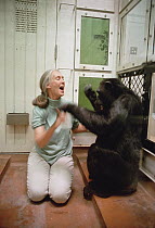 Chimpanzee (Pan troglodytes) visited by Jane Goodall, Gombe Stream National Park, Tanzania