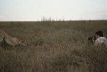 Cheetah (Acinonyx jubatus) being photographed by Mitsuaki Iwago, Serengeti, Tanzania