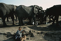 African Elephant (Loxodonta africana) group photographed by Mitsuaki Iwago, Serengeti National Park, Tanzania